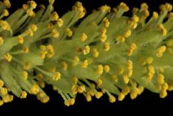 Salix gooddingii. Male flowers with five stamens each.
 Image: D. Glenny © Landcare Research 2020 CC BY 4.0
